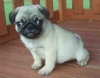 Health Guarantee Pug Puppy For Sale