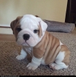 Super adorable English Bulldog puppies.